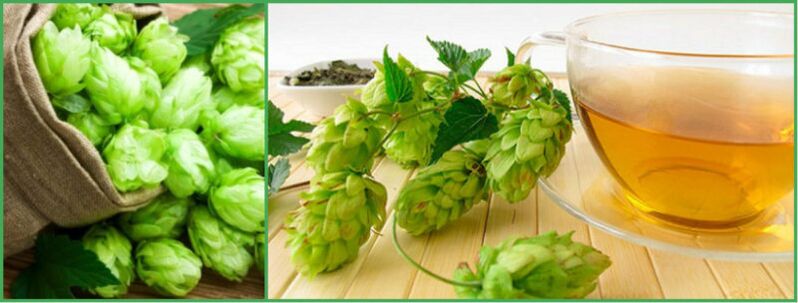 Decoction of hop cones for power after 50